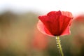Poppy flower, summer time, red flower, sunset Royalty Free Stock Photo