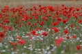 Poppy flower, summer time, red flower, sunset Royalty Free Stock Photo