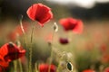 Poppy flower, summer time, red flower, sunset Royalty Free Stock Photo