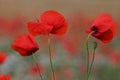 Poppy flower, summer time, red flower, sunset Royalty Free Stock Photo