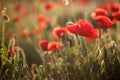 Poppy flower, summer time, red flower, sunset Royalty Free Stock Photo