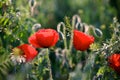 Poppy flower, summer time, red flower, sunset Royalty Free Stock Photo