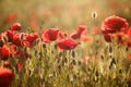 Poppy flower, summer time, red flower, sunset Royalty Free Stock Photo