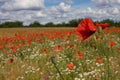 Poppy flower, summer time, red flower, sunset Royalty Free Stock Photo