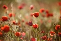 Poppy flower, summer time, red flower, sunset Royalty Free Stock Photo