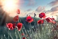 Poppy flower, sun set in meadow of red poppy flowers Royalty Free Stock Photo