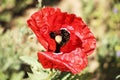 Poppy flower on a sunny day