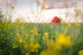 Poppy flower in the sunset light