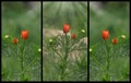 Poppy flower in three variations