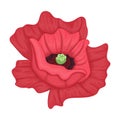 Poppy flower vector cartoon icon. Vector illustration poppy red on white background. Isolated cartoon illustration icon Royalty Free Stock Photo