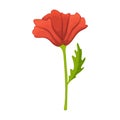 Poppy flower vector cartoon icon. Vector illustration poppy red on white background. Isolated cartoon illustration icon Royalty Free Stock Photo