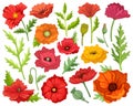 Poppy flower vector cartoon icon set . Collection vector illustration poppy red on white background. Isolated cartoon Royalty Free Stock Photo