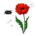 Poppy flower vector drawing set. Isolated wild plant and leaves in bouquet. Herbal artistic style illustration.