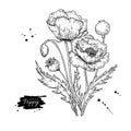 Poppy flower vector drawing set. Isolated wild plant and leaves.