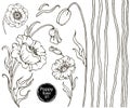 Poppy flower vector drawing set. Isolated wild plant and leaves. Royalty Free Stock Photo