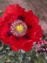 POPPY FLOWER