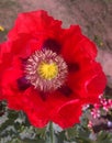 POPPY FLOWER 