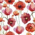 Poppy flowers, watercolour illustration.