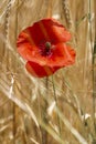 Poppy flower on wheat field in a sunny day