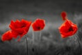 Red Poppy Flowers on black and white background