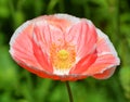 A poppy is a flowering plant in the subfamily Papaveroideae