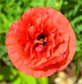 A poppy is a flowering plant in the subfamily Papaveroideae