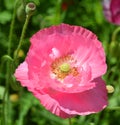 A poppy is a flowering plant in the subfamily Papaveroideae