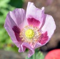 A poppy is a flowering plant in the subfamily Papaveroideae