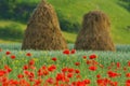 Poppy Field in Transylvania, Romania Royalty Free Stock Photo