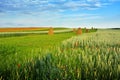 Poppy Field in Transylvania, Romania Royalty Free Stock Photo