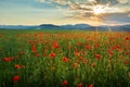 Poppy Field in Transylvania, Romania Royalty Free Stock Photo