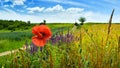 Poppy Field in Transylvania, Romania