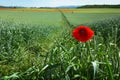 Poppy Field in Transylvania, Romania Royalty Free Stock Photo