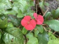 Small red beautiful flower poppy Flower Royalty Free Stock Photo