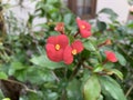 Small red beautiful flower poppy Flower Royalty Free Stock Photo