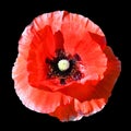 A poppy is a flowering plant in the subfamily Papaveroideae of the family Papaveraceae. Royalty Free Stock Photo