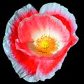 A poppy is a flowering plant in the subfamily Papaveroideae of the family Papaveraceae. Royalty Free Stock Photo