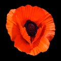 A poppy is a flowering plant in the subfamily Papaveroideae