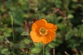 poppy flowering plant in subfamily Papaveroideae out of the street in Gouda in bright sunlight