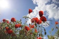 poppy flowering plant in subfamily Papaveroideae out of the street in Gouda in bright sunlight