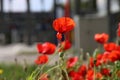 poppy flowering plant in subfamily Papaveroideae out of the street in Gouda in bright sunlight