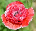 A poppy is a flowering plant in the subfamily Papaveroideae