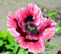 A poppy is a flowering plant in the subfamily Papaveroideae Royalty Free Stock Photo