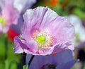 A poppy is a flowering plant in the subfamily Papaveroideae