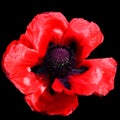 A poppy is a flowering plant in the subfamily Papaveroideae