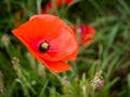 Poppy Flowering at Southwold