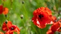 Poppy flowering in summer field. Redorange poppies flower - Papaver rhoeas - in summer meadow