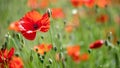 Poppy flowering in summer field. Redorange poppy flower - Papaver rhoeas - in summer meadow Royalty Free Stock Photo