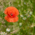 Poppy flowering in summer field. Redorange poppy flower - Papaver rhoeas - in summer meadow Royalty Free Stock Photo