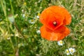 Poppy flowering in summer field. Redorange poppy flower - Papaver rhoeas - in summer meadow Royalty Free Stock Photo